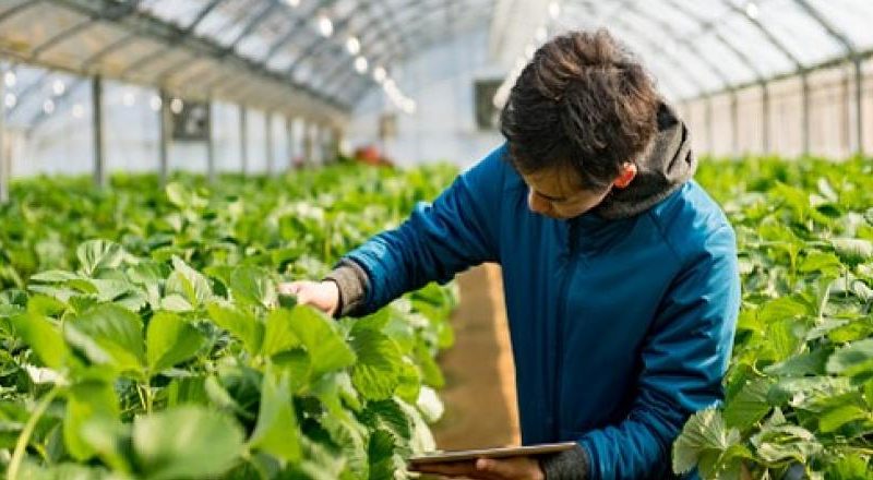 شرکت های دانش بنیان حوزه کشاورزی